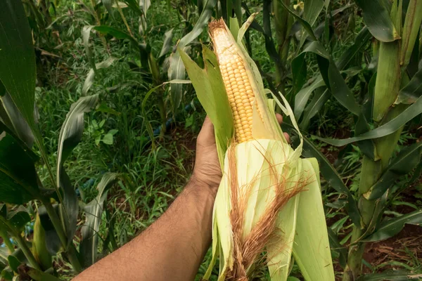 Kukorica Kukoricacsutkát Tartó Mezőgazdasági Termelő Ültetvényen — Stock Fotó