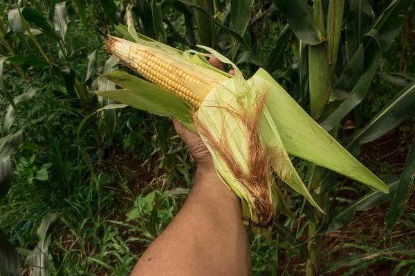 Corn - Farmer holding a corn cob on plantation field