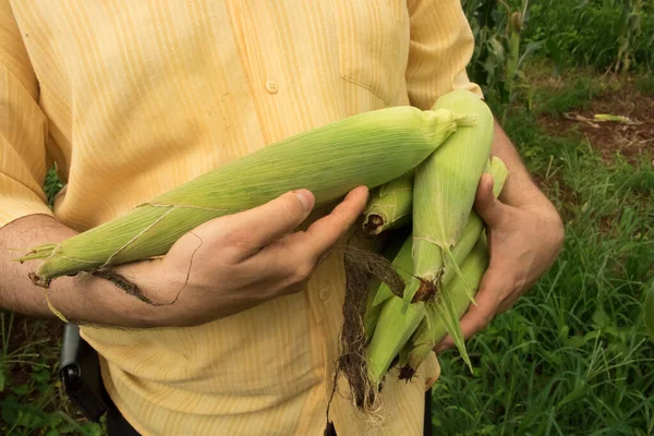 Mısır tarlasında mısır koçanı tutan çiftçi.