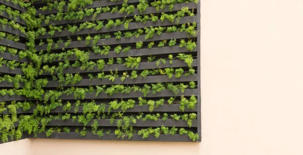 Vertikaler Garten Mit Jungen Pflanzen Nachhaltiges Leben Konzeptbild Raum Für — Stockfoto