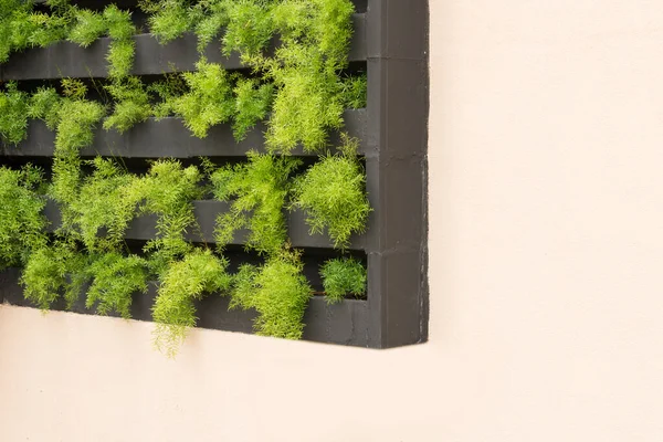 Vertikaler Garten Mit Jungen Pflanzen Nachhaltiges Leben Konzeptbild Raum Für — Stockfoto