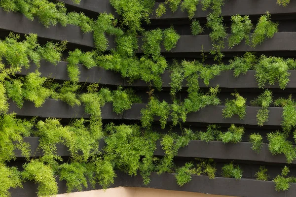 Jardín Vertical Con Plantas Jóvenes Creciendo Vida Sostenible Concepto Imagen —  Fotos de Stock