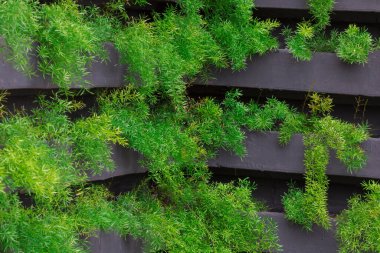 Genç bitkilerin yetiştiği dikey bir bahçe. Sürdürülebilir yaşam. konsept görüntü. Metin için boşluk.