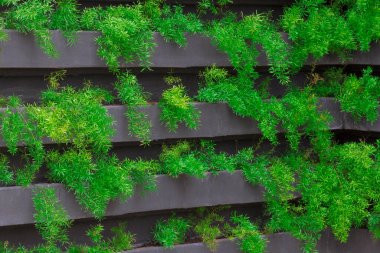 Genç bitkilerin yetiştiği dikey bir bahçe. Sürdürülebilir yaşam. konsept görüntü. Metin için boşluk.