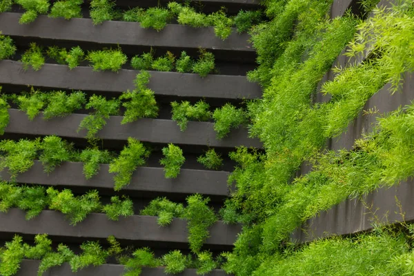 Jardín Vertical Con Plantas Jóvenes Creciendo Vida Sostenible Concepto Imagen — Foto de Stock