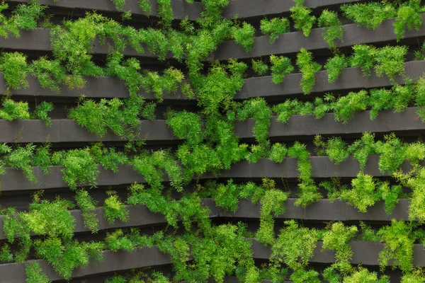 stock image Vertical garden with young plants growing. Sustainable living. concept image. Space for text.