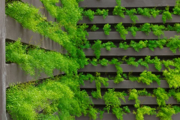 Jardín Vertical Con Plantas Jóvenes Creciendo Vida Sostenible Concepto Imagen — Foto de Stock