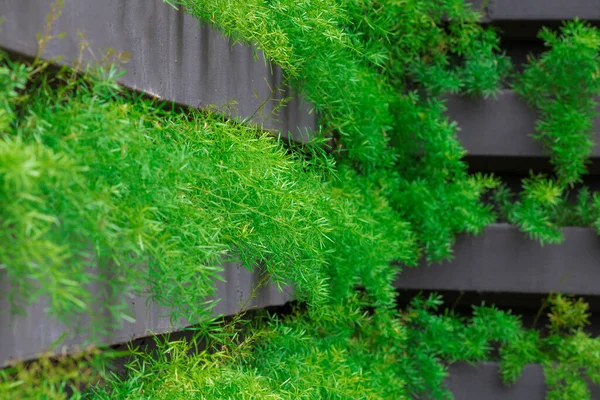Jardín Vertical Con Plantas Jóvenes Creciendo Vida Sostenible Concepto Imagen —  Fotos de Stock