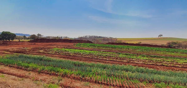 Farm Sun Plantation Alpha Parsley Chives Basil Outdoor Footage Rural — Stock Photo, Image