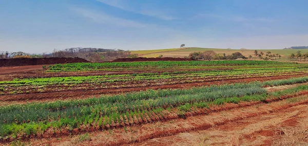 Granja Sol Con Plantación Alfa Perejil Cebollino Albahaca Imágenes Aire — Foto de Stock