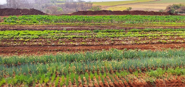 Bauernhof Der Sonne Mit Plantage Von Alpha Petersilie Schnittlauch Und — Stockfoto