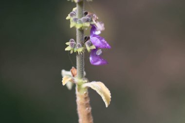 Brezilyalı Boldo Çiçeği Mor Mor Çiçeğin Macro Fotoğrafı