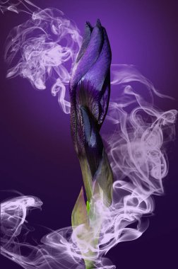 purple iris bud in smoke on violet background clipart