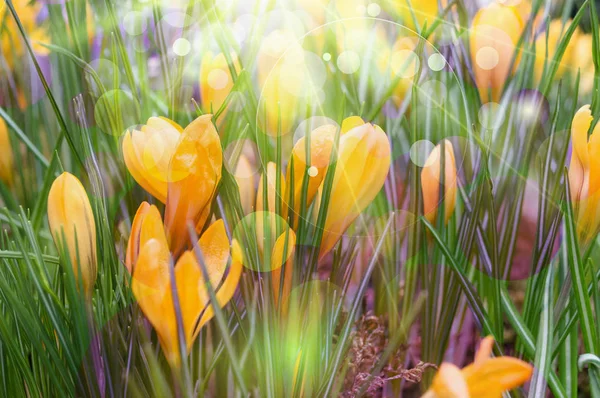 Tło Wiosna Żółte Krokusy Kwitną Ciepłych Promieni Słonecznych Kontrast Fioletowe — Zdjęcie stockowe