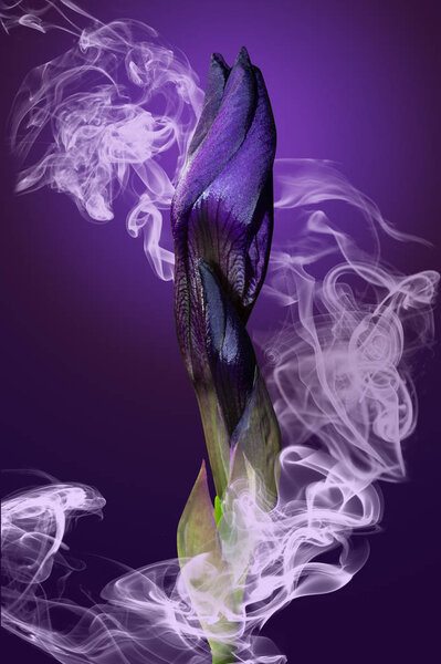 purple iris bud in smoke on violet background