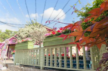 akçaağaç yaprakları ile mevsimlik adil arka plan bulanık