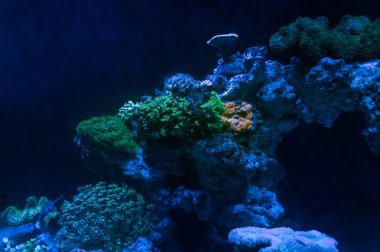Sualtı arka plan aydınlatılmış mercan ve polipler ile