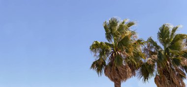 Açık mavi gökyüzünde birkaç plam ağaçlar ve metin için yer ile afiş