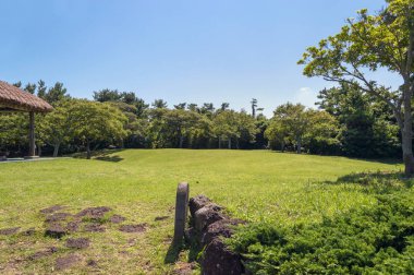 güneşli mavi gökyüzü ile ağaçlarıyla çevrili yeşil çim