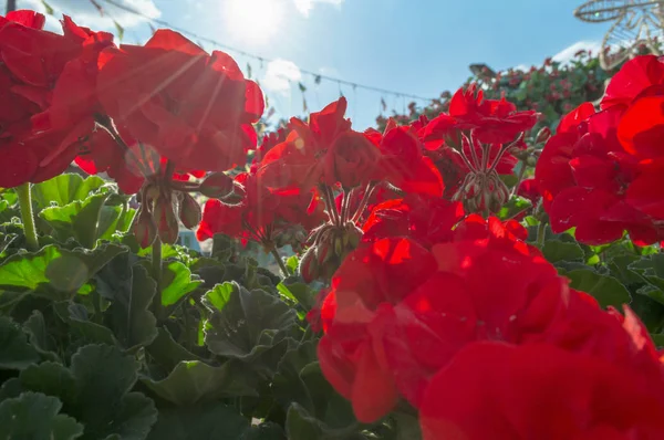Zbliżenie Czerwony Geranium Rozkwicie Promieni Słonecznych Błękitne Niebo — Zdjęcie stockowe