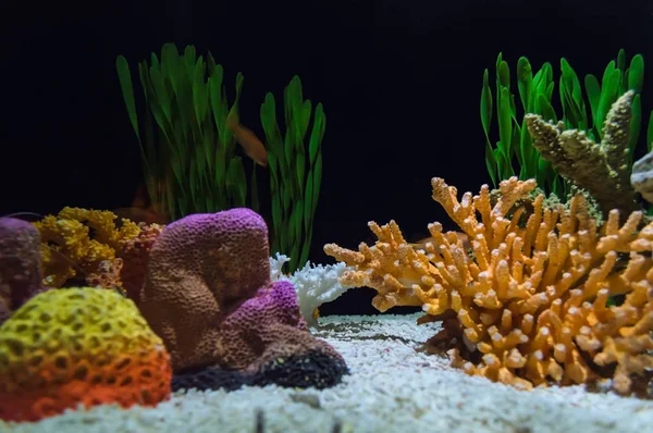 飾られた水草やカラフルなサンゴ水槽 — ストック写真