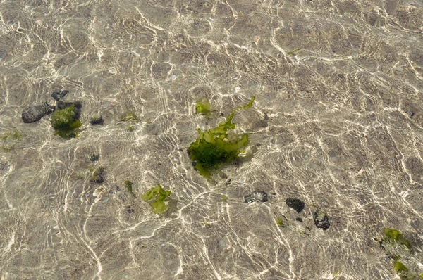 sea weeds in clean water with small pebbles and white sand