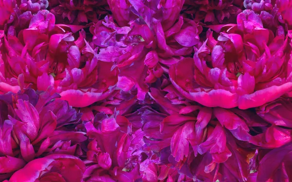 çiçek pembe peonies görünümünü yakından arka plan dolu