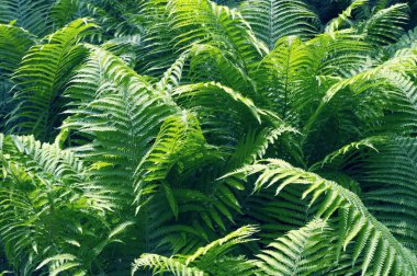 parlak eğreltiotu yaprakları büyüyen görünümü kapatın