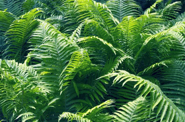 parlak eğreltiotu yaprakları büyüyen görünümü kapatın