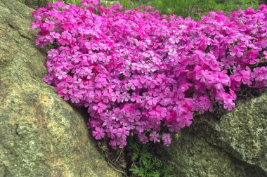pembe çiçek açan görünümü phloxes kayaların arasına büyüyen kadar kapatın