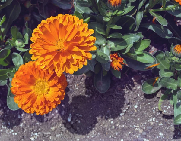 Widok Góry Kwitnących Kwiatów Nagietka Słoneczny Dzień — Zdjęcie stockowe