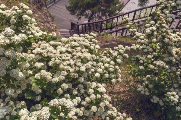 Beaux Buissons Spiraea Floraison Printemps Avec Escalier Bois Sur Fond — Photo