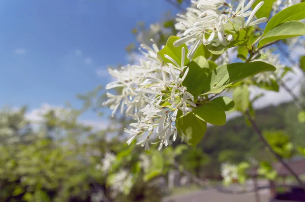 Cendres Manne Fleurs Avec Ciel Clair Sur Fond — Photo