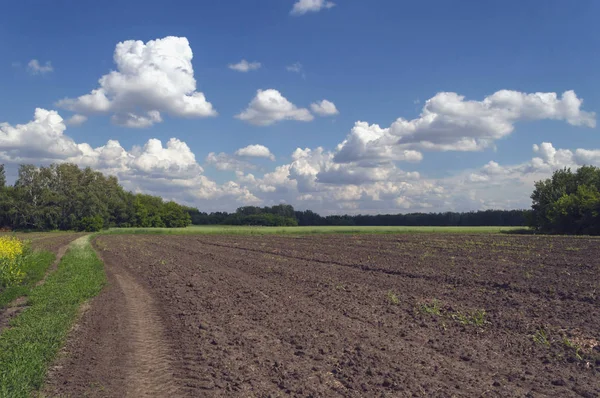 Grunty Orne Pod Puszystą Masę Chmur Słoneczny Dzień Lecie — Zdjęcie stockowe