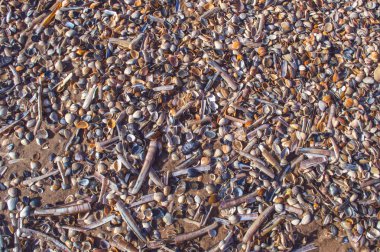 deniz kabuklarını çeşitli bakış Scheveningen Plajı Lahey tarihinde kapatın