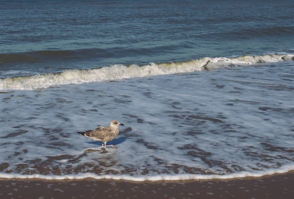 ビーチの波で唯一セグロカモメのクローズ アップ表示 — ストック写真