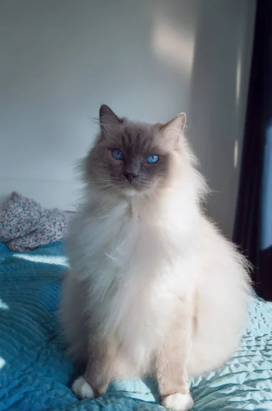 Retrato Gato Muñeco Trapo Sentado Cama — Foto de Stock