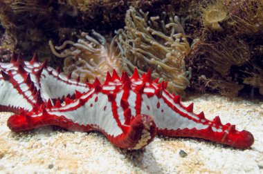 arka plan üzerinde kırmızı burda denizyıldızı deniz anemon ile görünümünü kapat