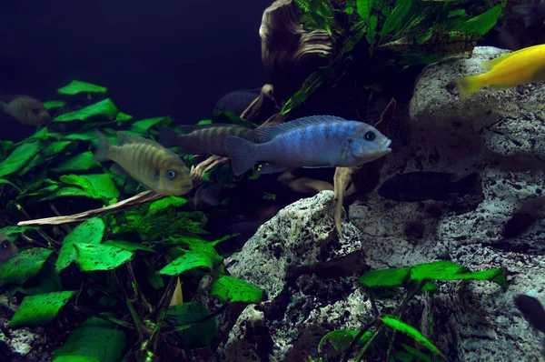 Underwater Background Swimming Fishes Selective Focus Background — Stock Photo, Image