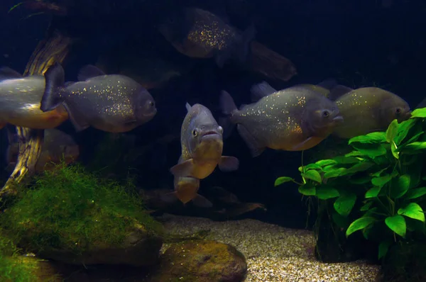 Cardume Piranhas Nadando Subaquático — Fotografia de Stock