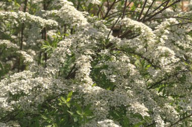Rüzgarlı gün bulanık parçaları ile çiçeklenme alanlara dalları yakın çekim