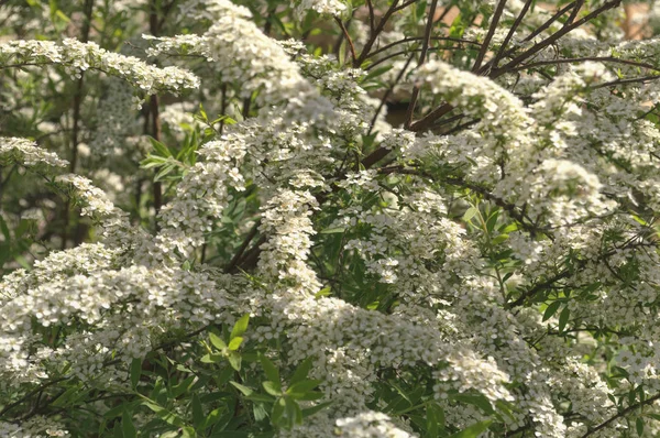 Gros Plan Des Branches Spirée Fleurs Par Jour Venteux Avec — Photo