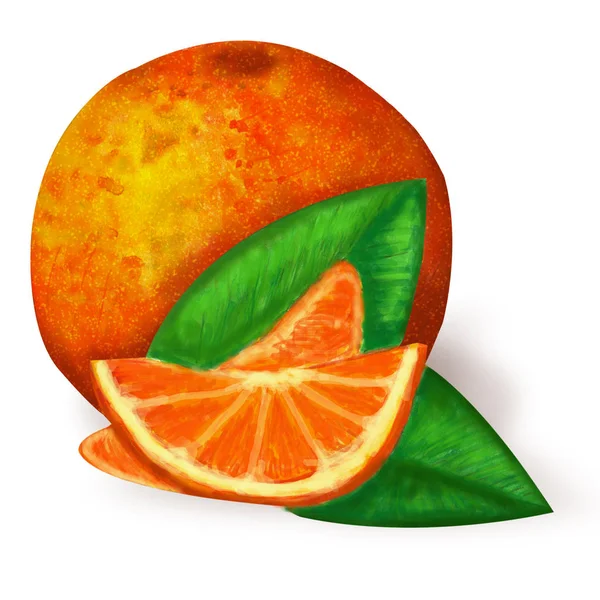 阿斯塔斯特手画橙水果与切片和绿叶在白色背景 — 图库照片