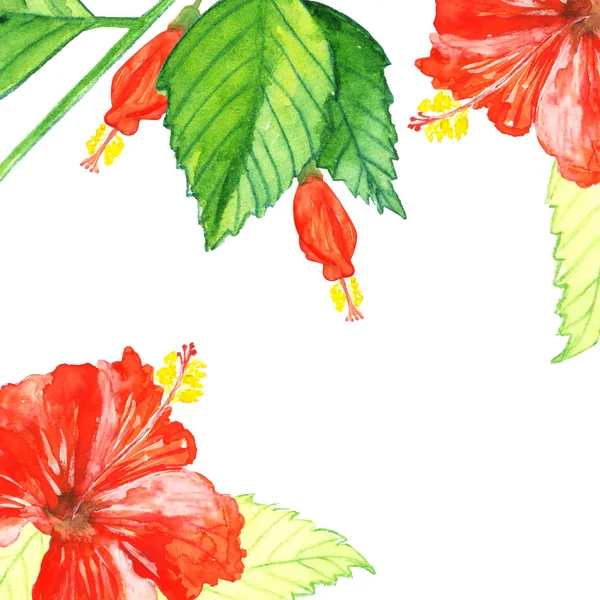 Akvarell Blommande Röd Hibiskus — Stockfoto