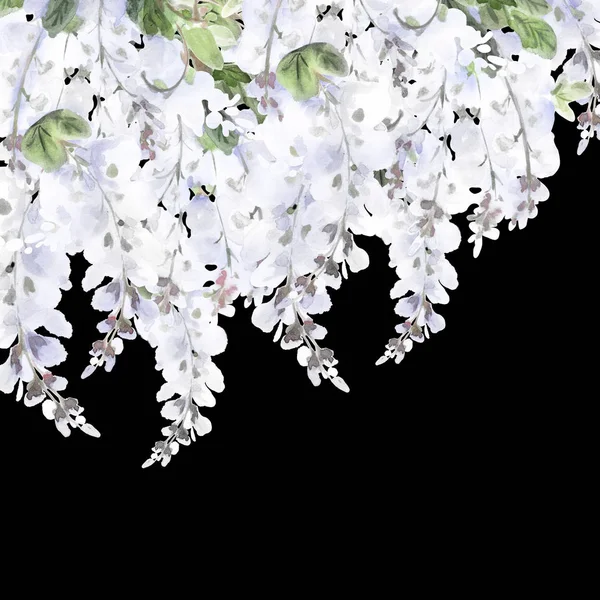 Ramos Flores Wisteria Branco Fundo Preto Com Espaço Para Texto — Fotografia de Stock