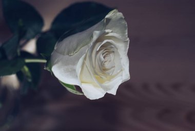 vintage fotoğraf tarz tek beyaz gül