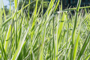 Phalaris ilkbaharda bırakır