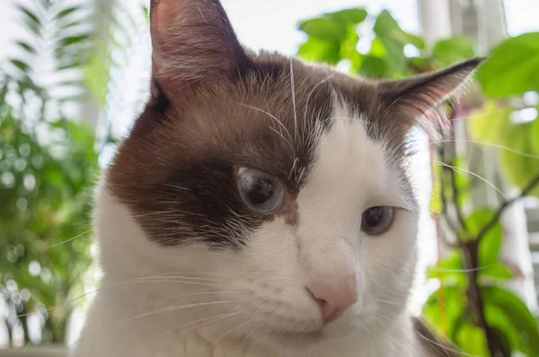 푸른 눈을 가진 고양이의 모습 — 스톡 사진