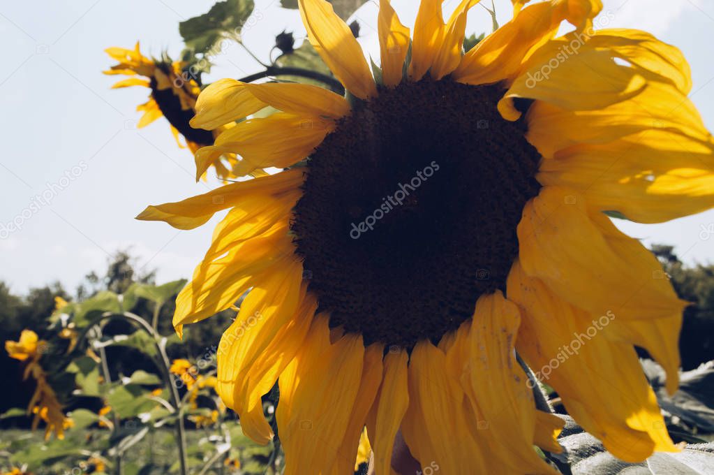 close up view of sunflower in retro style