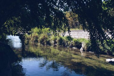 Ağaç dalları Cheonggyecheon akışı